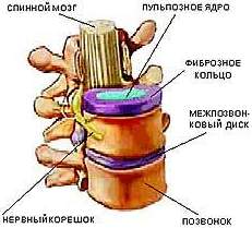 Позвоночник человека анатомия на латыни и русском thumbnail