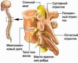 Анатомия позвоночника человека латинские thumbnail