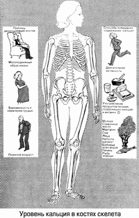 Уровень кальция в костях скелета